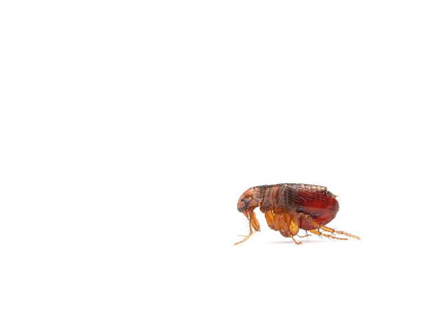 puce en détail